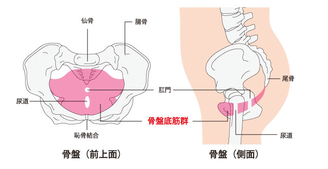 PC筋(骨盤底筋)は、お尻の近くにある筋肉です。
